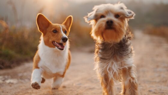 大型犬 火葬 費用 いくら | お葬式.info