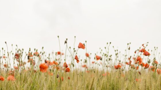 介護詐欺 手口 見分け方 対策